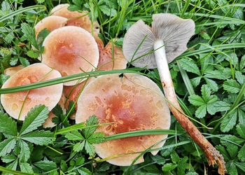 Rauchblättriger Schwefelkopf (Hypholoma capnoides) - © Bernard Wieser